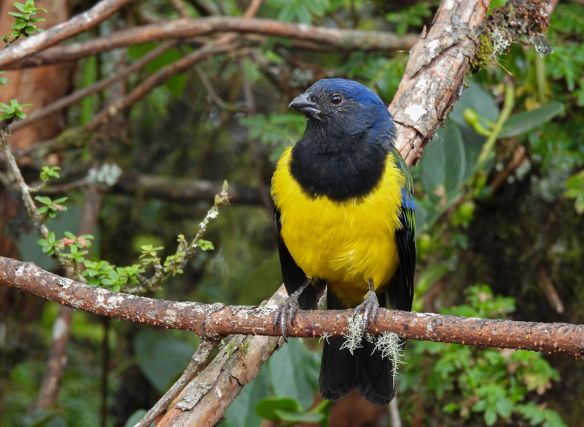 Black-chested Mountain Tanager - Daniel Suarez