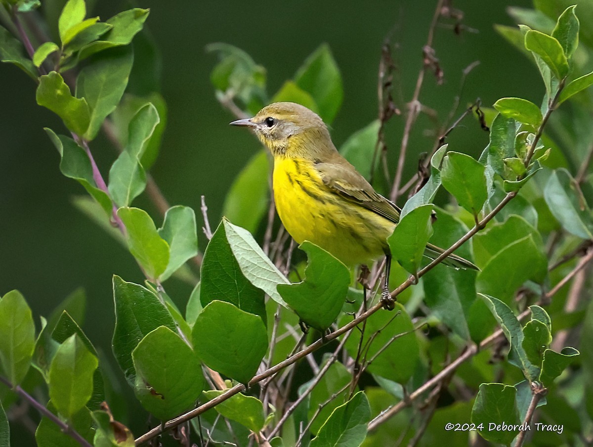 Prairie Warbler - ML623081938