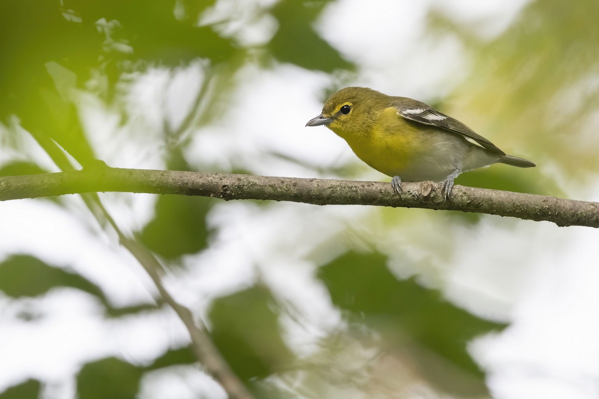 Yellow-throated Vireo - ML623081944