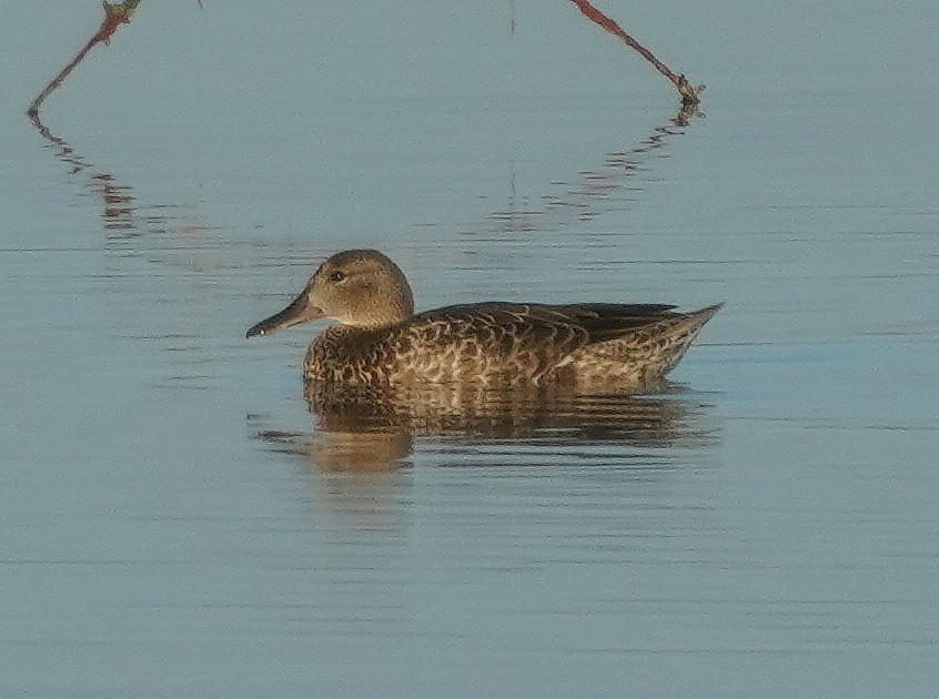 Blue-winged Teal - Mary Beth Stowe