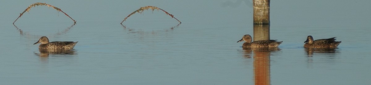 Blue-winged Teal - ML623081987