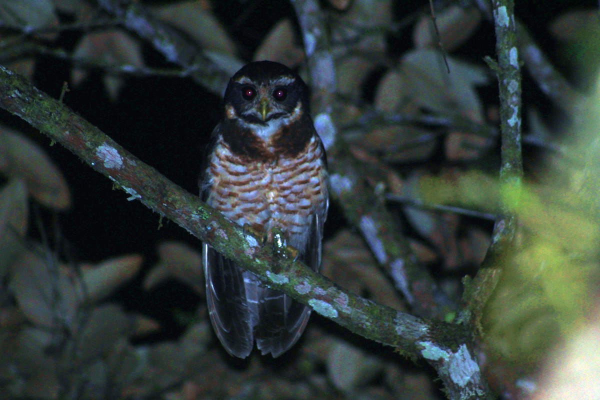 Band-bellied Owl - Micheel Cotrina Fabián