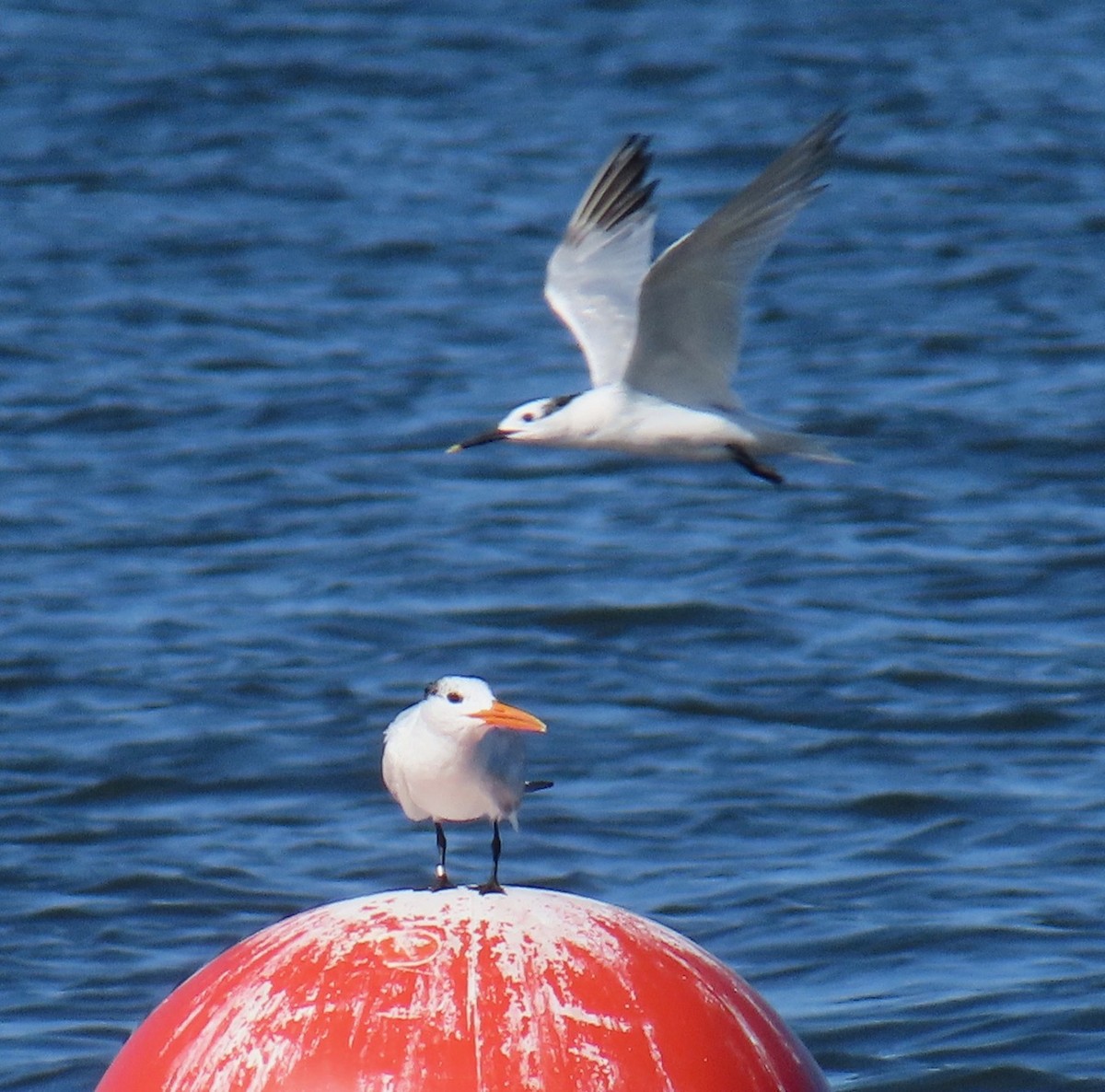 Royal Tern - ML623082007