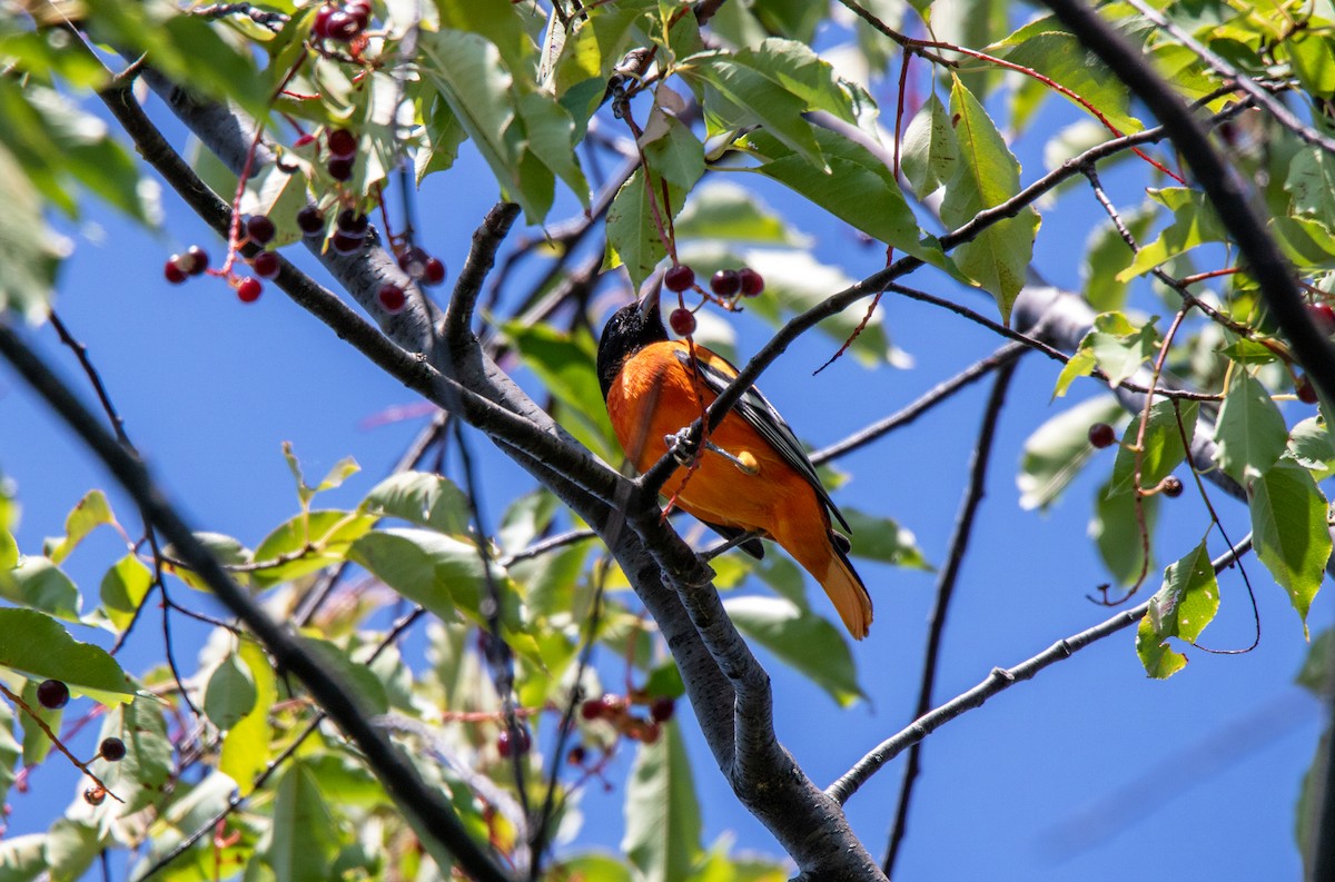 Baltimore Oriole - ML623082018