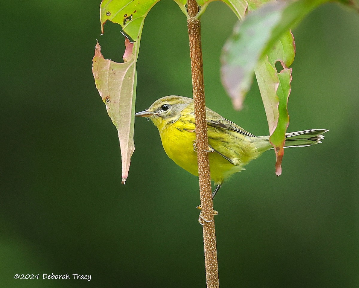 Prairie Warbler - ML623082041