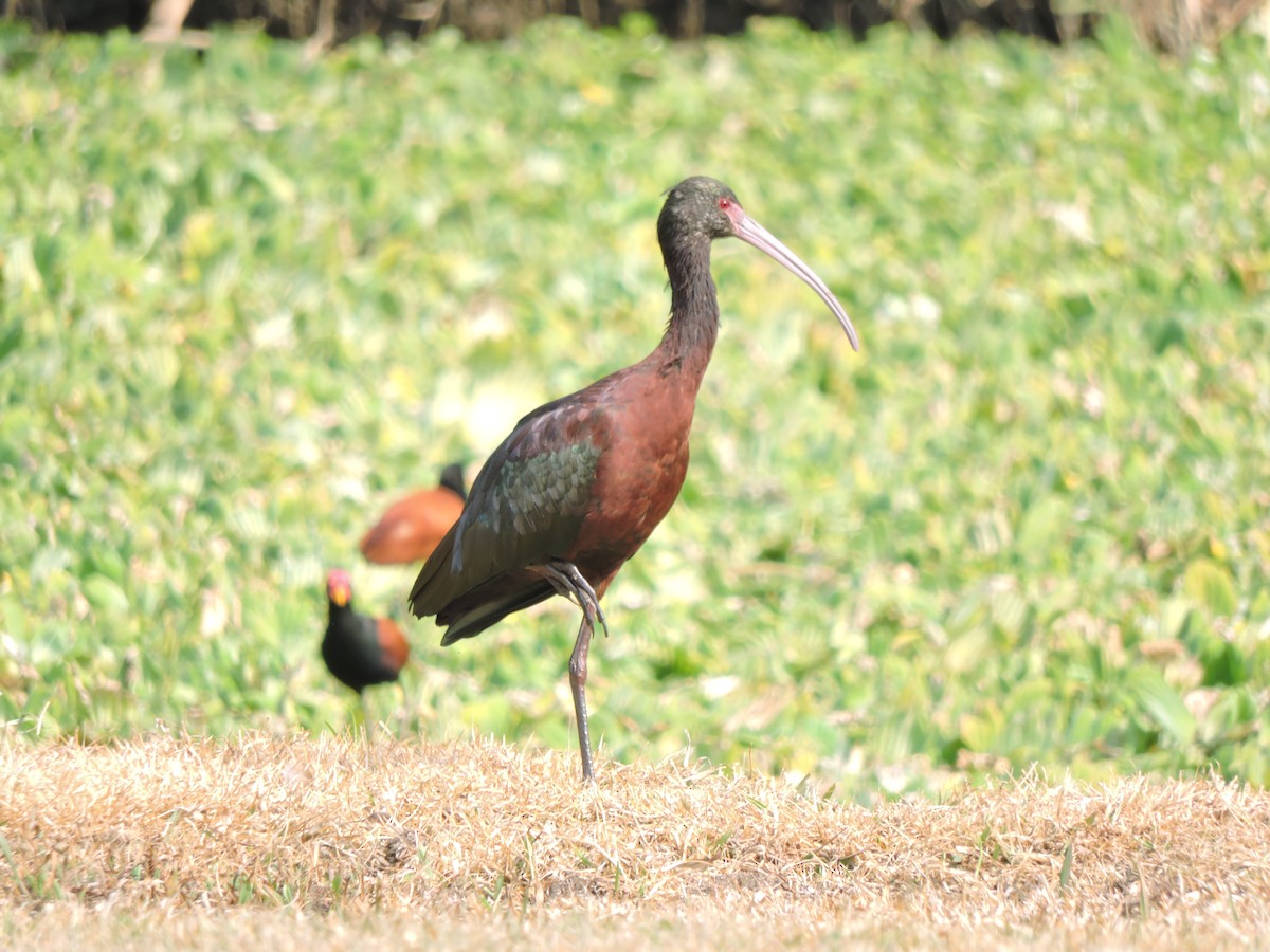 White-faced Ibis - ML623082044