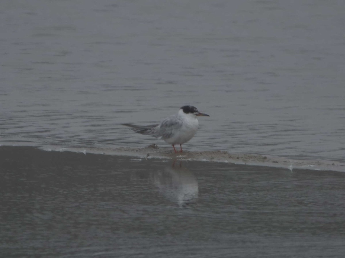 Forster's Tern - ML623082232