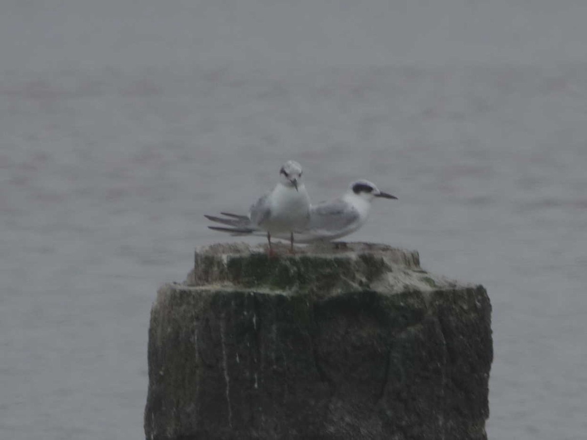 Forster's Tern - ML623082233