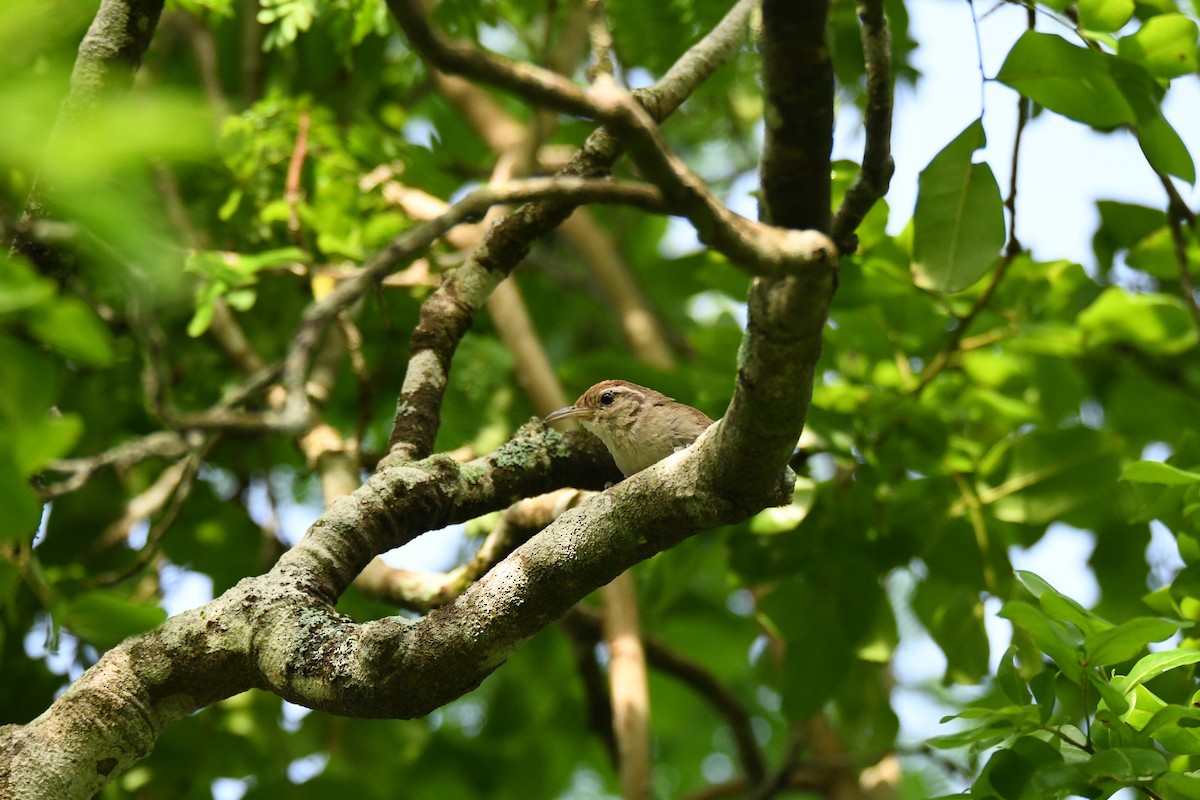 White-bellied Wren - ML623082262