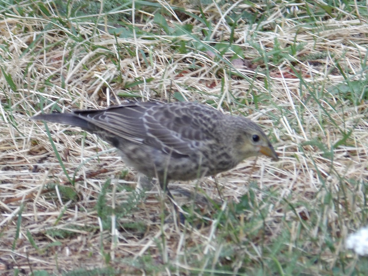 Brown-headed Cowbird - ML623082271