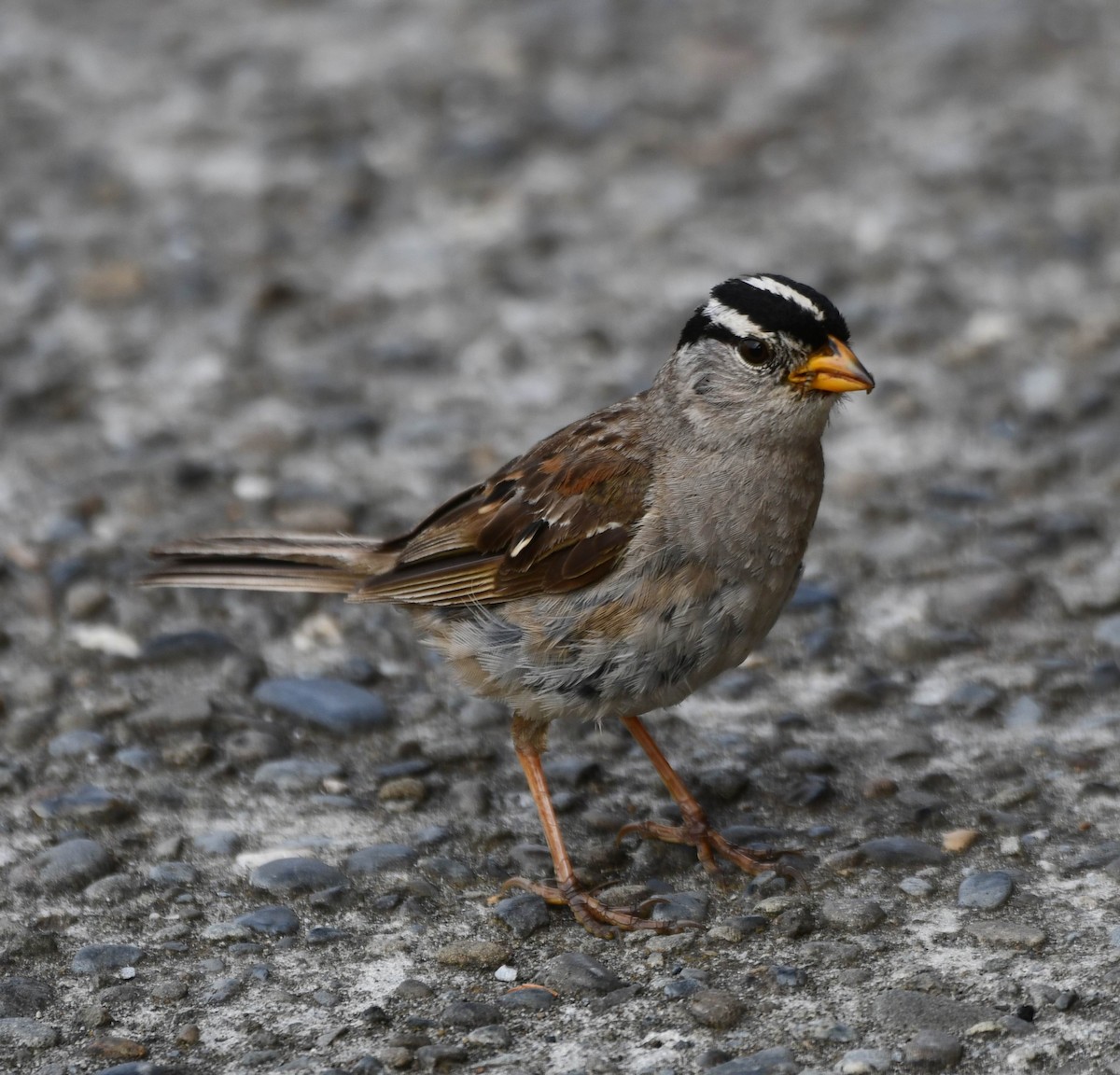 White-crowned Sparrow (pugetensis) - ML623082293