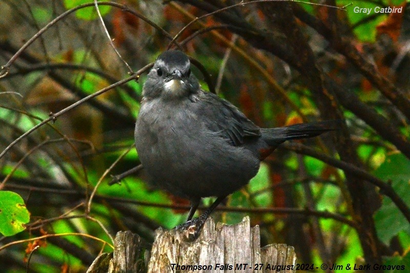 Gray Catbird - ML623082306