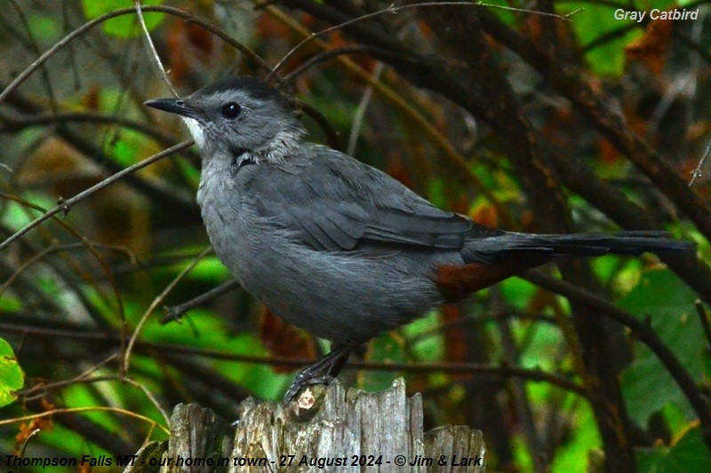 Gray Catbird - ML623082307