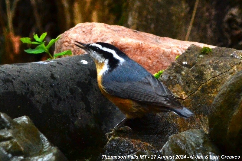 Red-breasted Nuthatch - ML623082309