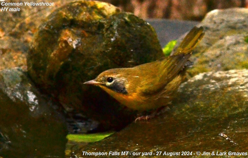 Common Yellowthroat - ML623082327