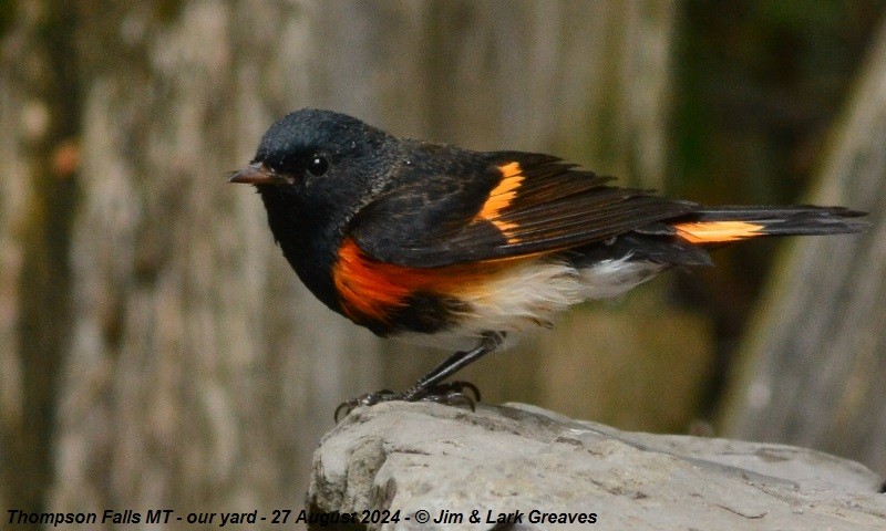 American Redstart - ML623082331