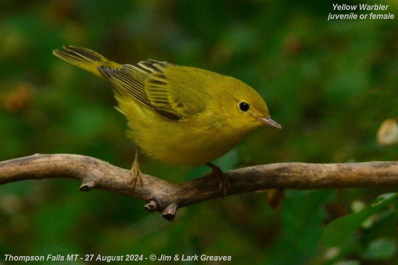 Yellow Warbler - ML623082337