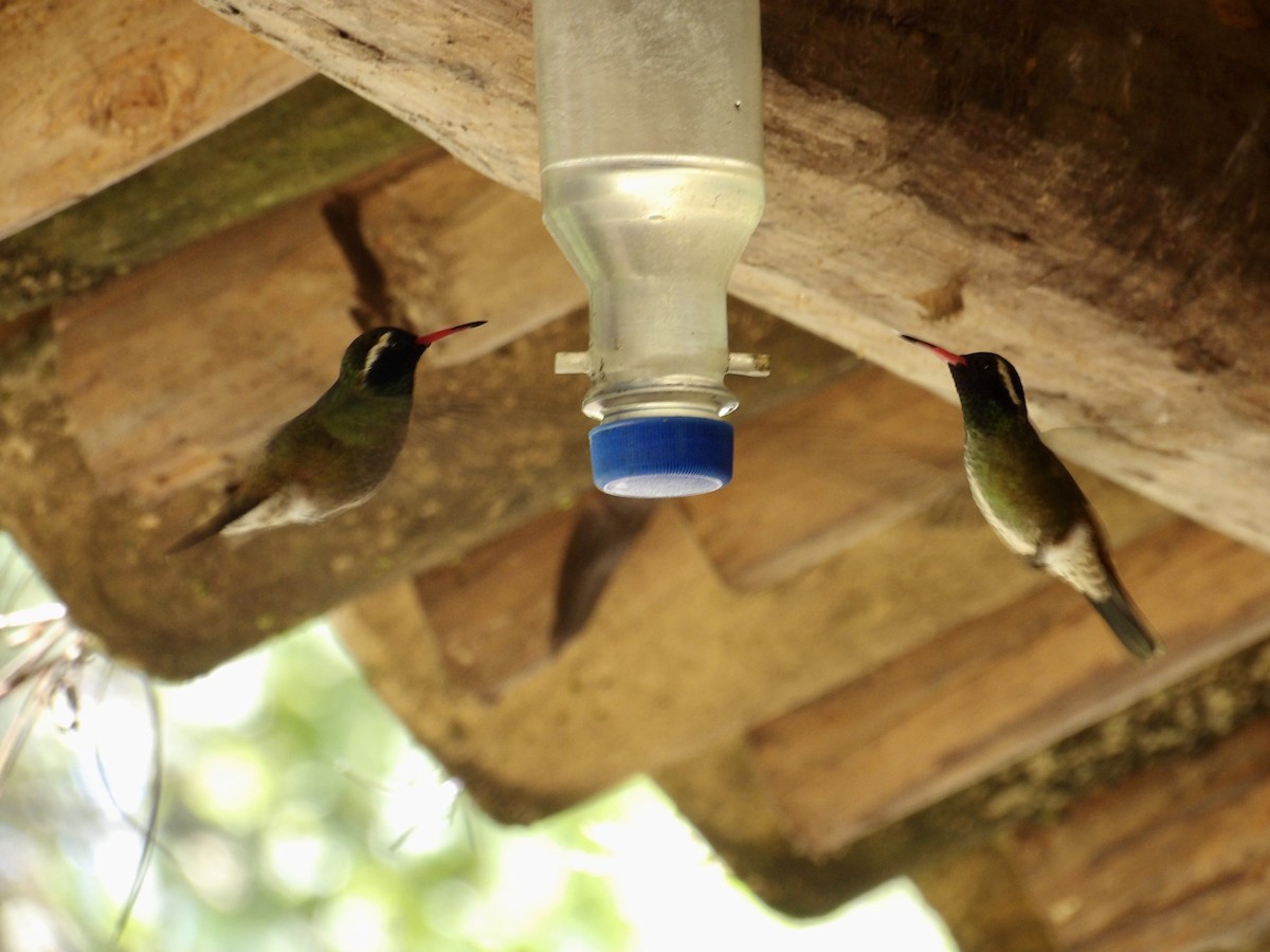 White-eared Hummingbird - ML623082338