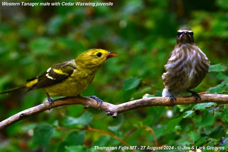 Western Tanager - ML623082345