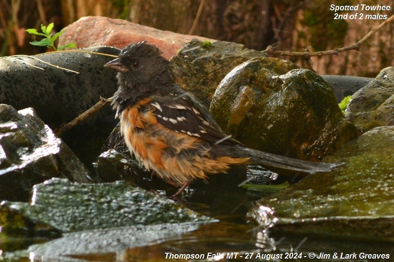 Spotted Towhee - ML623082366