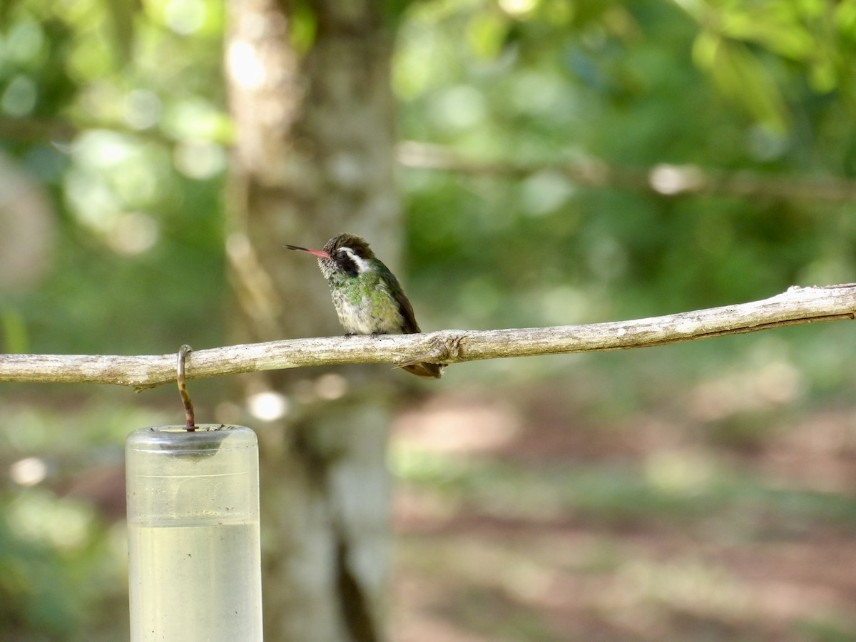 White-eared Hummingbird - ML623082385