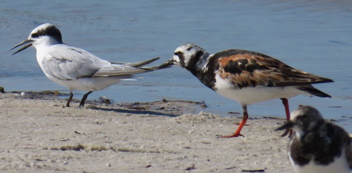 Least Tern - ML623082412