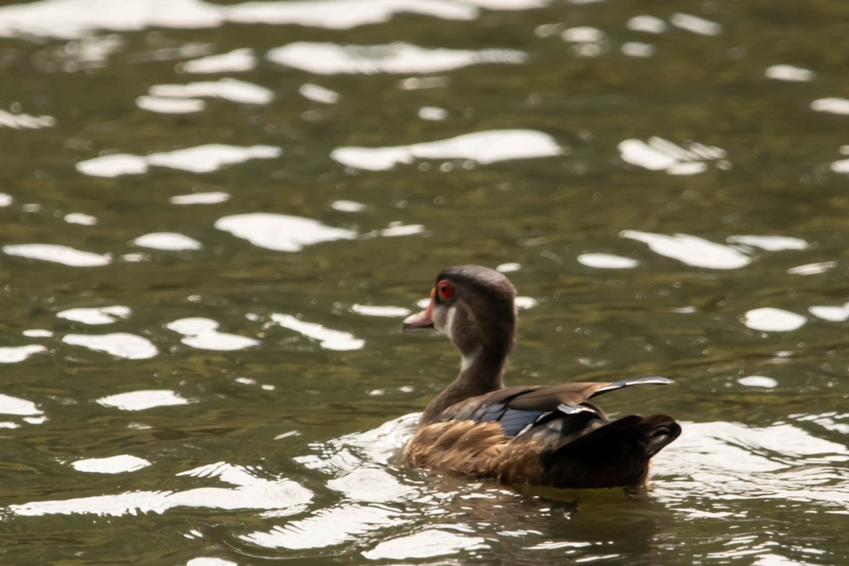 Wood Duck - ML623082491