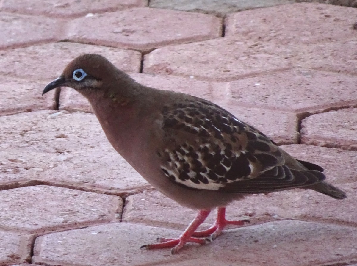 Galapagos Dove - ML623082539