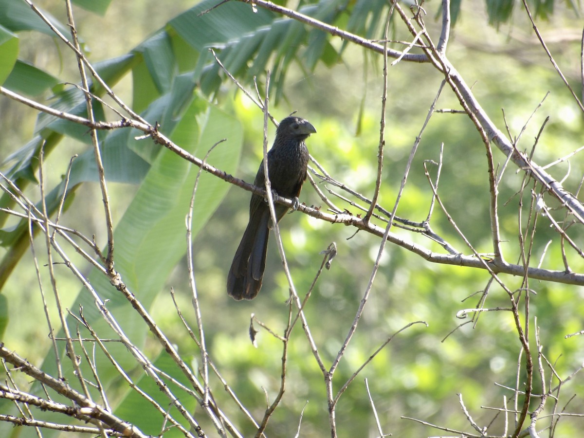 Groove-billed Ani - ML623082549