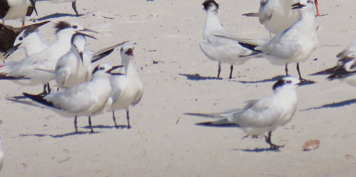 Sandwich Tern - alice horst