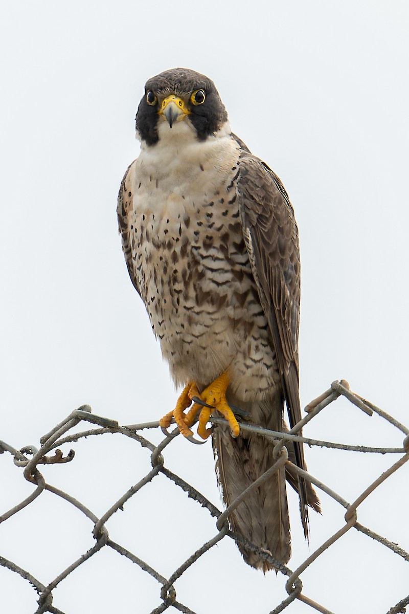 Peregrine Falcon - ML623082556