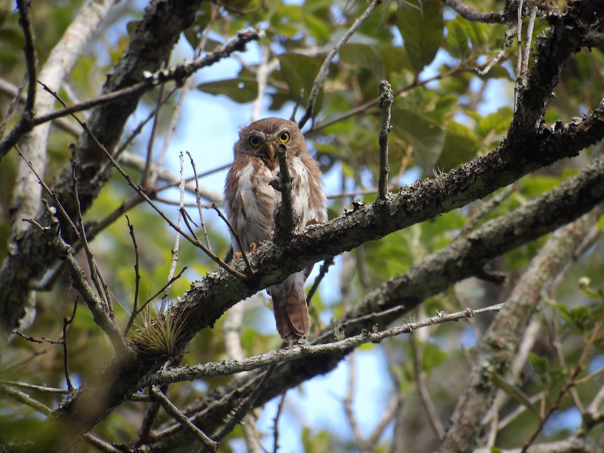 Ferruginous Pygmy-Owl - ML623082557