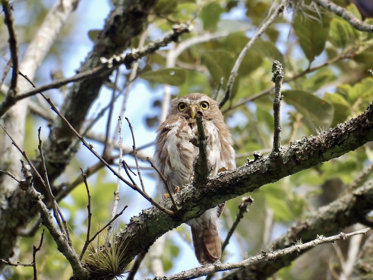 Ferruginous Pygmy-Owl - ML623082558