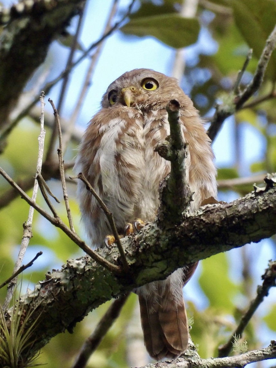 Ferruginous Pygmy-Owl - ML623082560