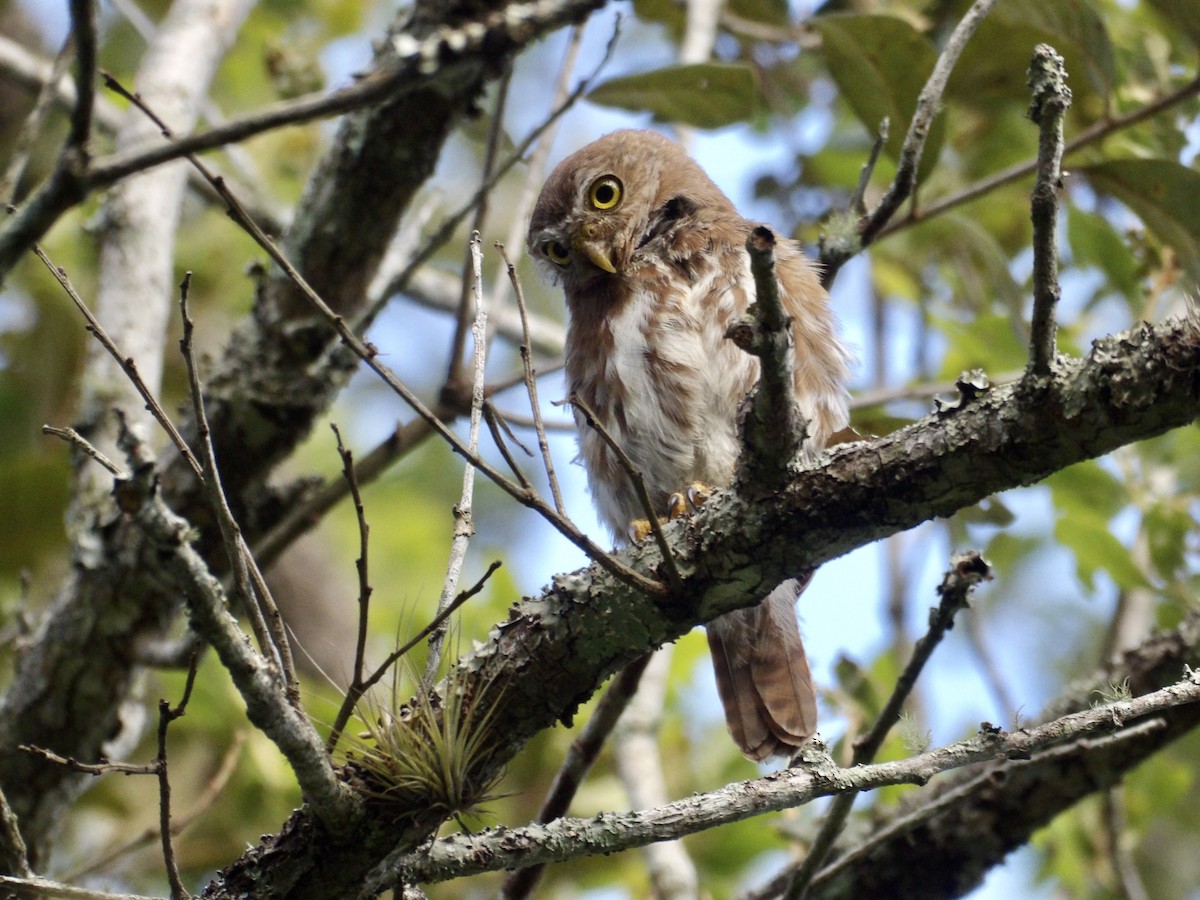 Ferruginous Pygmy-Owl - Shary Padilla Zepeda