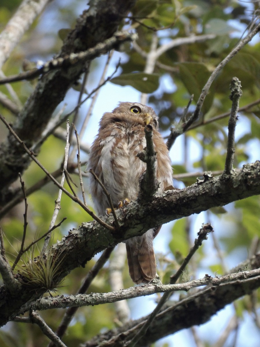 Ferruginous Pygmy-Owl - ML623082562