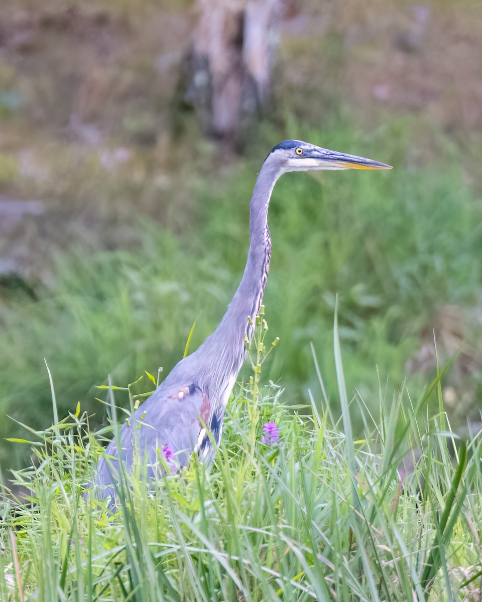 Great Blue Heron - Kelly White