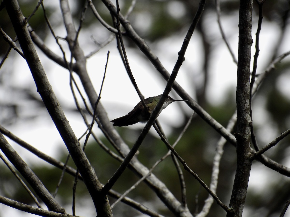 Azure-crowned Hummingbird - ML623082581