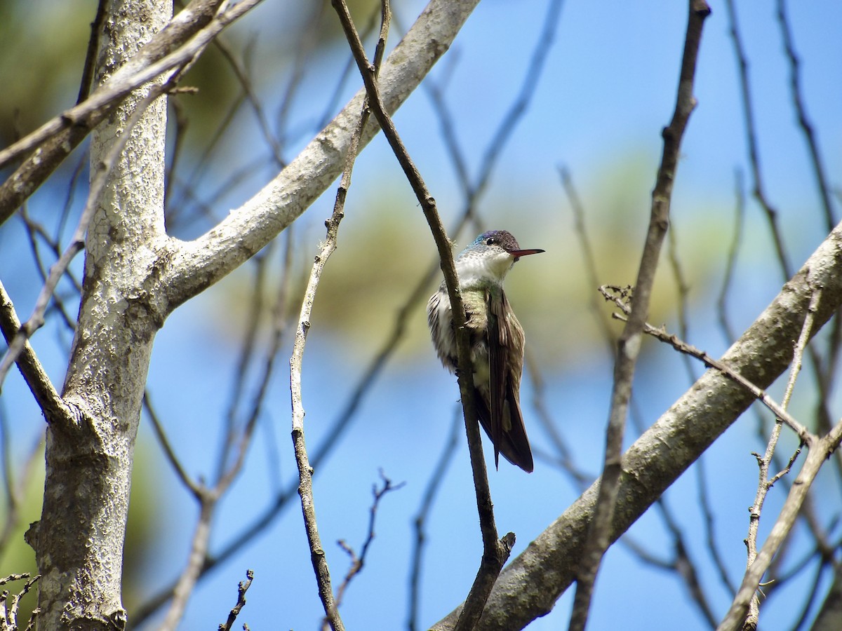 Azure-crowned Hummingbird - ML623082582