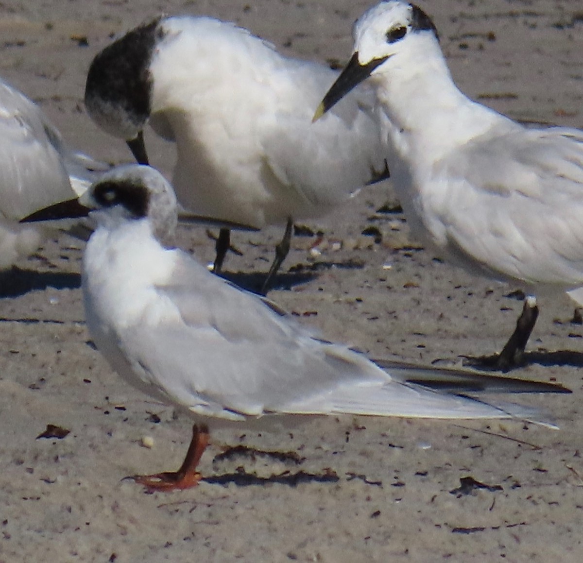 Forster's Tern - ML623082590