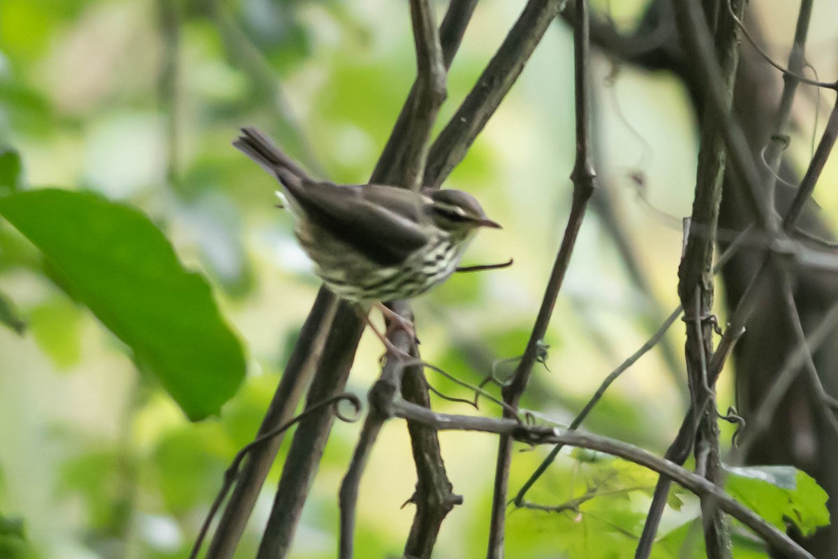 Northern Waterthrush - ML623082608
