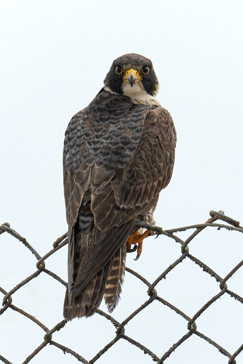 Peregrine Falcon - ML623082609