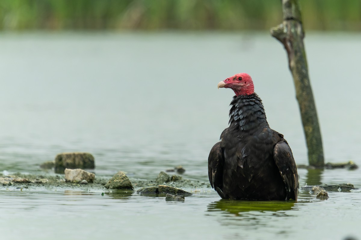 Turkey Vulture - ML623082626