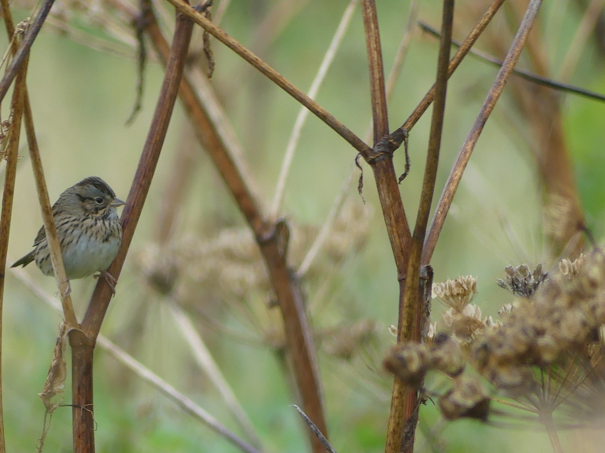 Lincoln's Sparrow - Gus van Vliet