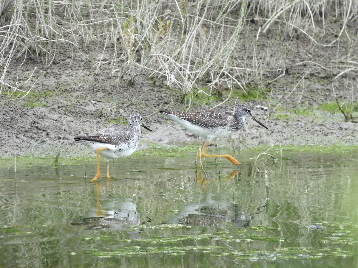 Greater Yellowlegs - ML623082740