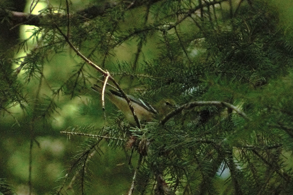 Bay-breasted Warbler - ML623082775