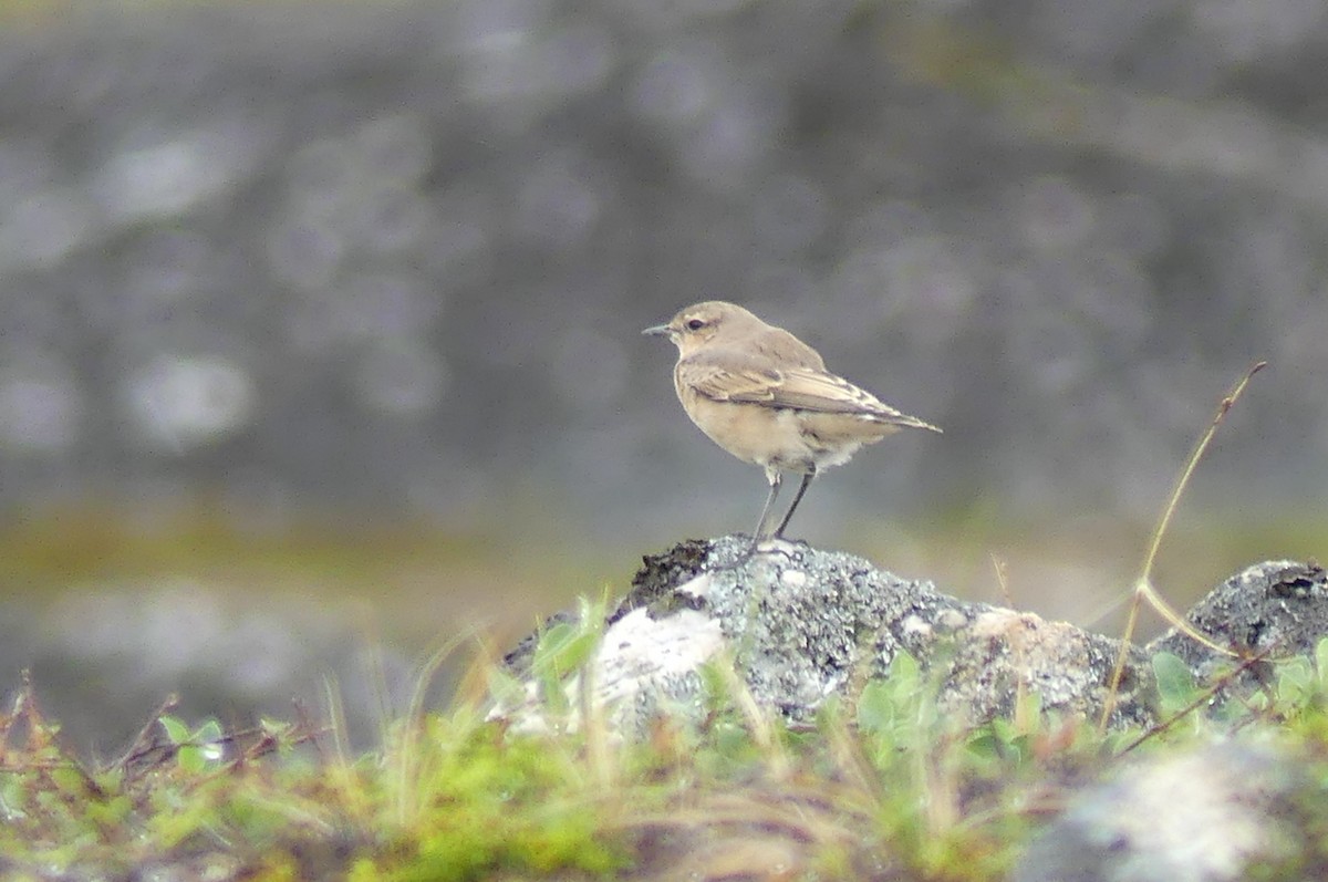 Адууч чогчиго - ML623082803