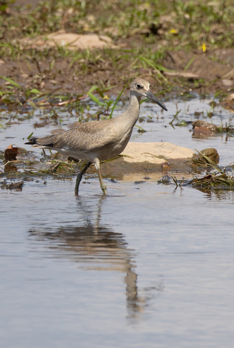 Willet - ML623082806