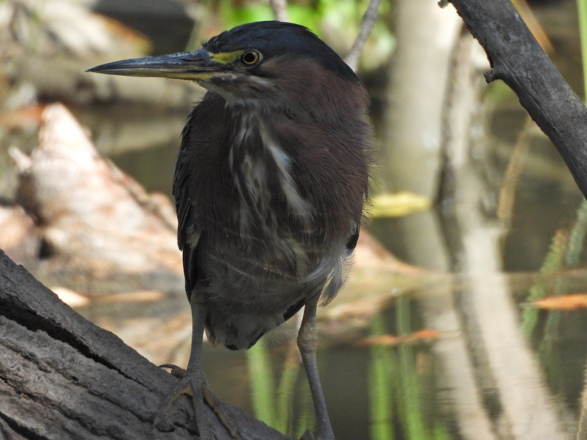 Green Heron - ML623082819