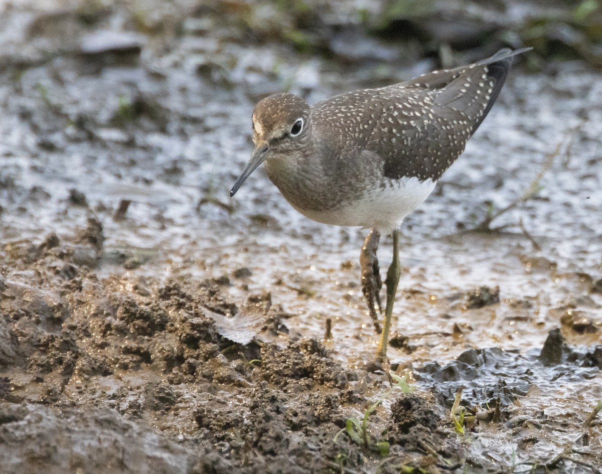 Solitary Sandpiper - ML623082828